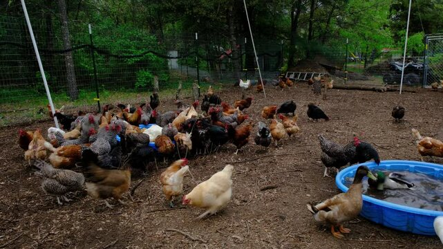 Cage free chickens gather around one spot to feed on grain as some hens drink water and ducks play or swim in blue round container while animals freely roaming inside outdoor enclosure near woods