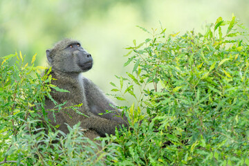 Baboon sitting in a tree in the green season in Kruger National Park in South Africa 