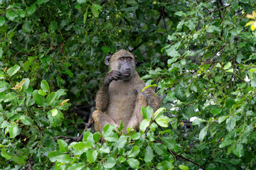 Baboon sitting in a tree in the green season in Kruger National Park in South Africa 