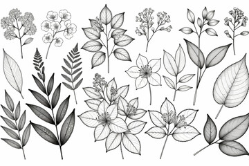 Botanical Line Art Illustration-Delicate Floral Drawings-Elegant Leaves and Flower Sketches-Black and White Nature Inspired Artwork-Perfect for Crafts and Design Projects