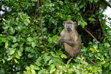 Baboon sitting in a tree in the green season in Kruger National Park in South Africa 