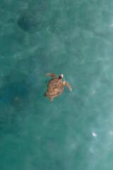 turtle in the ocean by drone shoot
