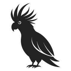 black and white parrot