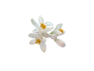 Orange tree flowers and buds bunch isolated transparent png. Citrus sinensis flowering plant.