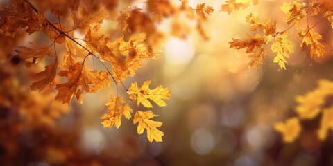 Autumn leaves bathed in golden sunlight