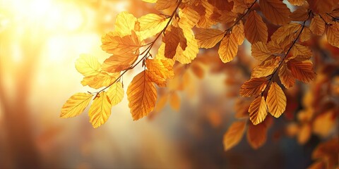 Obraz premium Autumn leaves in sunlight
