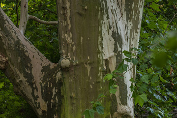 Landscape in the park. View of summer landscape with trees