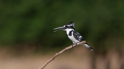 Pied Kingfisher