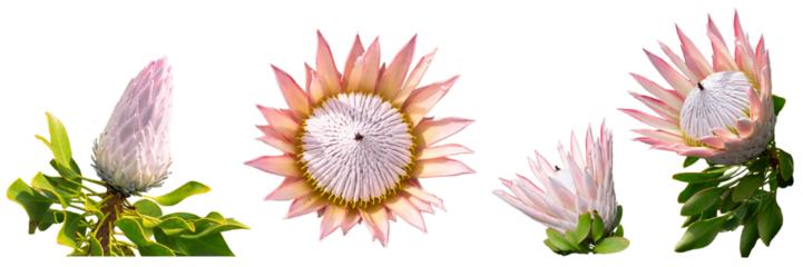 【透過PNG】実物写真ベース『キングプロテア』4点セット（蕾・半開・満開）背景なし／高解像度／高品質／植物素材｜Real Photo-Based King Protea 4-Piece Transparent PNG Set — Bud, Semi-Open, Full Bloom — High-Resolution, Professional Quality Floral Clipart