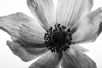 black and white flower