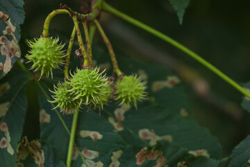 Young chestnut fruit in green skin with thorns between the leaves