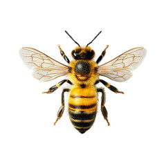 [Transparent Background PNG]Detailed Honeybee Illustration on White Background