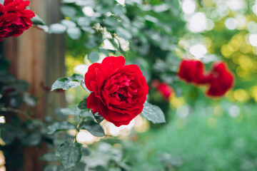 Beautiful fresh roses in nature. Natural background, large inflorescence of roses on a garden bush. A close-up of a bush of red roses on the alley of the city park