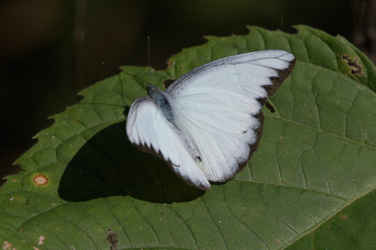 Appias lyncida or chocolate albatross, a butterfly of the family Pieridae, at Dosdewa, Karimganj, Assam, India