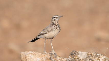 Greater Hoopoe-Lark