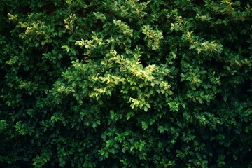 Fototapeta premium Dense Green Lush Hedgerow Background Image