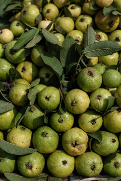 Guava 