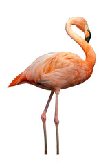 Pink flamingo isolated on a white background,