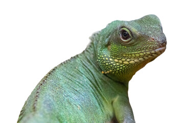 Green chameleon isolated on white background, closeup portrait.
