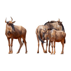 Wildebeest (Connochaetes taurinus) isolated on white background