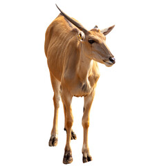 Eland antelope isolated on white background,