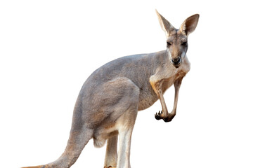 Kangaroo isolated on white background. This marsupial has the scientific name Macropus giganteus.