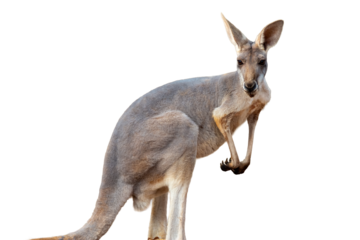 Kangaroo isolated on white background. This marsupial has the scientific name Macropus giganteus.