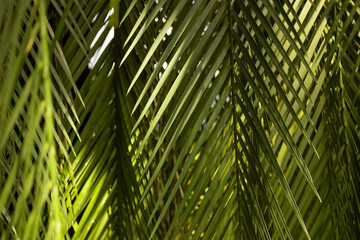 Hanging Green Palm Tree Leaves in Tropical Light Minimalist Close-Up