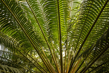 Giant Green Exotic Fern or Palm Leaves in a Wild Tropical Botanical Setting