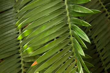 Encephalartos Cycad Palm-Like Leaves – Ancient South African Bread Tree or Bread Palms Plant Foliage