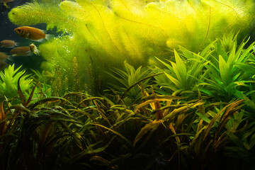 Aquatic Green Algae (Chlorophyta) in Freshwater Aquarium – Lush Aquascaping Background with Fish