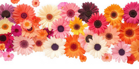 Colorful gerbera daisy arrangement on transparent background