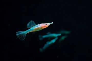 Colorful Fish Underwater Photography