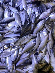 Closeup of fresh silvery mackerel displayed for sale at supermarket.