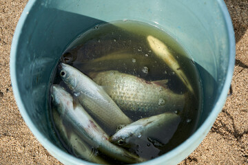 peces en cubeta