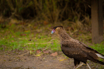 carancho comiendo