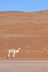 A lone camel from a farm wandering serenely on golden desert sands at Wahiba Sands Oman under a...