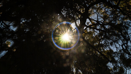 Naklejka premium sunflare