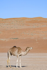 A lone camel from a farm wandering serenely on golden desert sands at Wahiba Sands Oman under a...