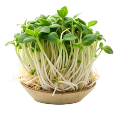 Obraz premium cress in a pot