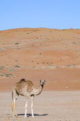 A lone camel from a farm wandering serenely on golden desert sands at Wahiba Sands Oman under a...