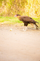 carancho comiendo