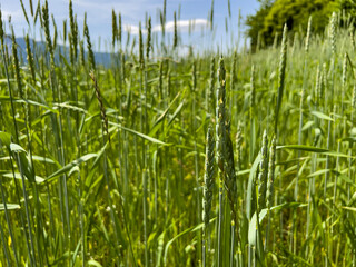 Wheat field in summer in the Austrian Alps against the backdrop of mountains and blue sky