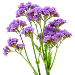 violet flowers isolated on white background