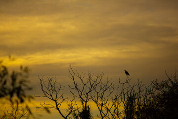 aves en un árbol