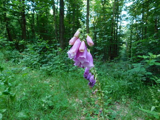 forest flowers