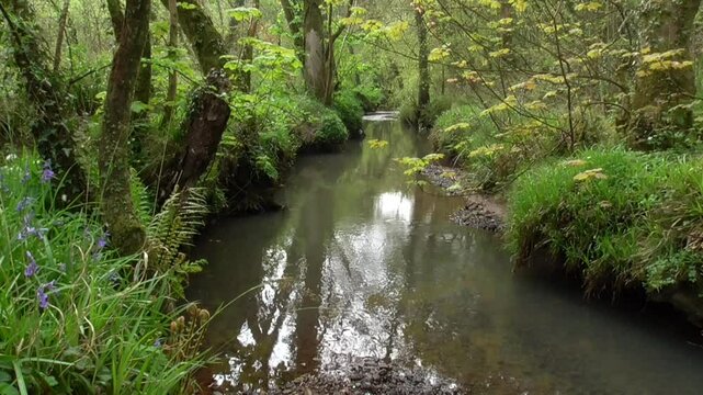 Stream in the Forest - The River Clyne, a Small Stream in the Clyne Valley, Swansea, South Wales, U.K.