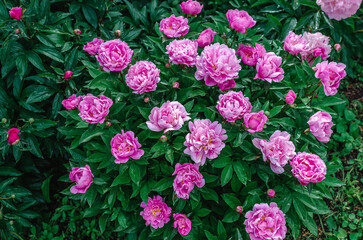 Incredible bush of light pink lush peonies with raindrops. Floral background. Advertising. Inspiring screensaver.