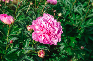 Pink peony flower with delicate lush petals and several buds, wet from rain, on bush with green leaves covered with raindrops.