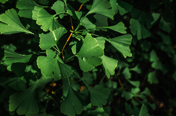 Raindrops on wet green branches of Ginkgo biloba. Healing tree. Blurred natural background....